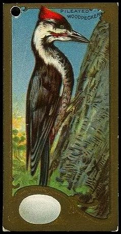 17 Pileated Woodpecker